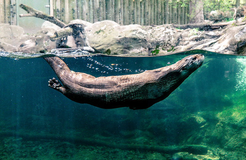 fotografia-alexboyer-27-toronto-zoo